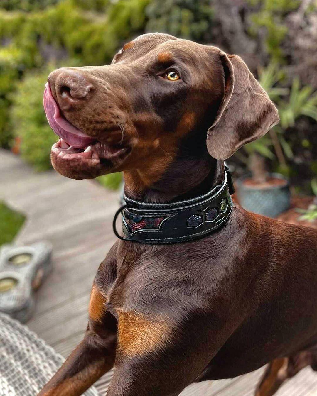 Bestia Dog Gear Genuine Leather Dog Collar 