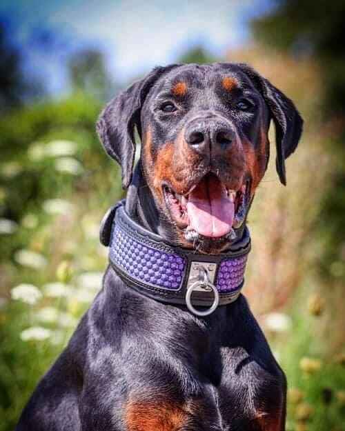 Bestia Hexagon Limited Edition Exclusive Design Limited Edition Leather Dog Collar
