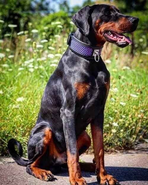 Bestia Hexagon Limited Edition Exclusive Design Limited Edition Leather Dog Collar