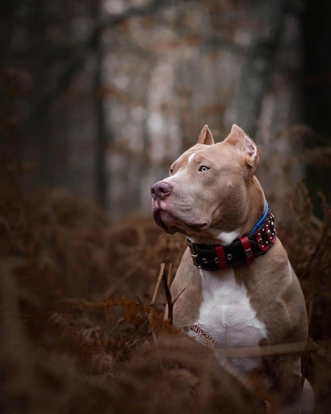 Bestia Dog Gear Genuine Leather Dog Collar 