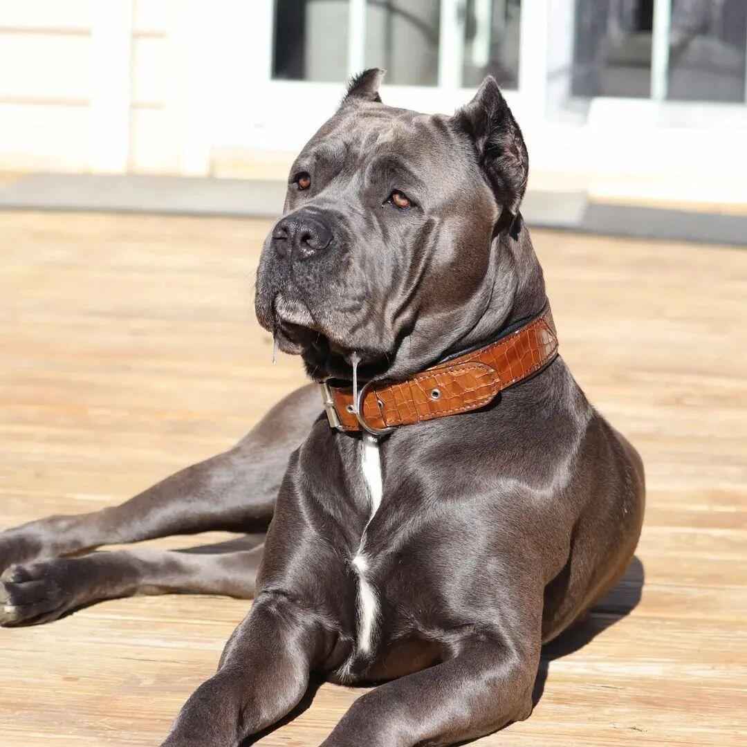Bestia Korona Brown Leather Dog Collar