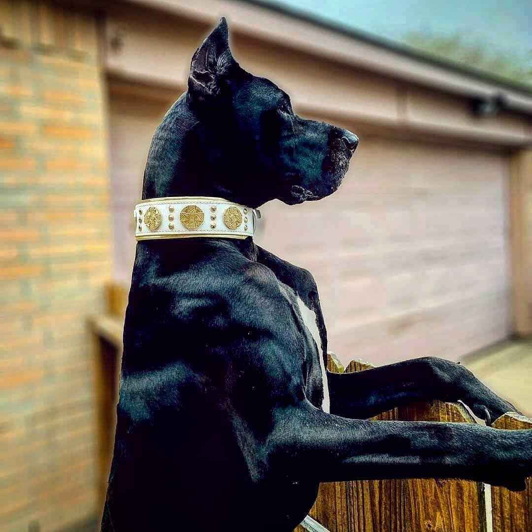Bestia Maximus 2.5-Inch Wide White & Gold Leather Dog Collar
