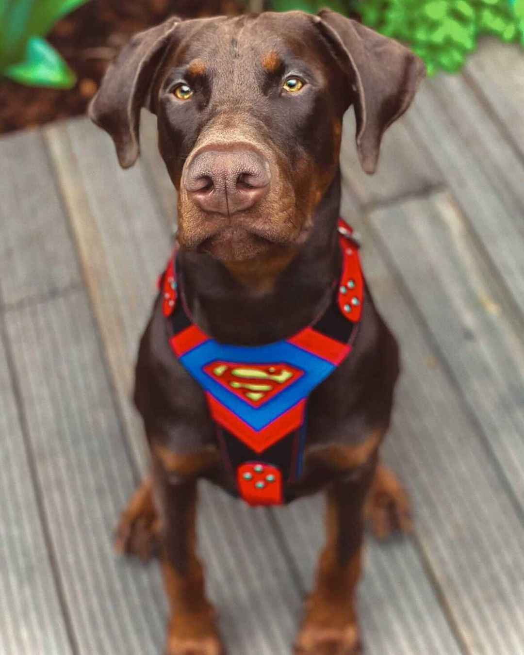 Bestia Superdog Leather Dog Harness