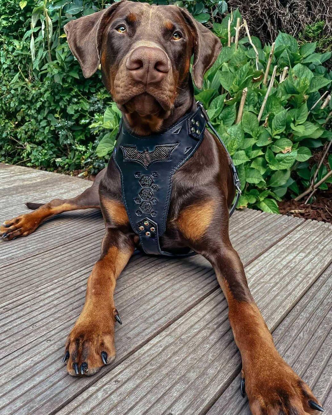 Bestia Batdog Leather Dog Harness