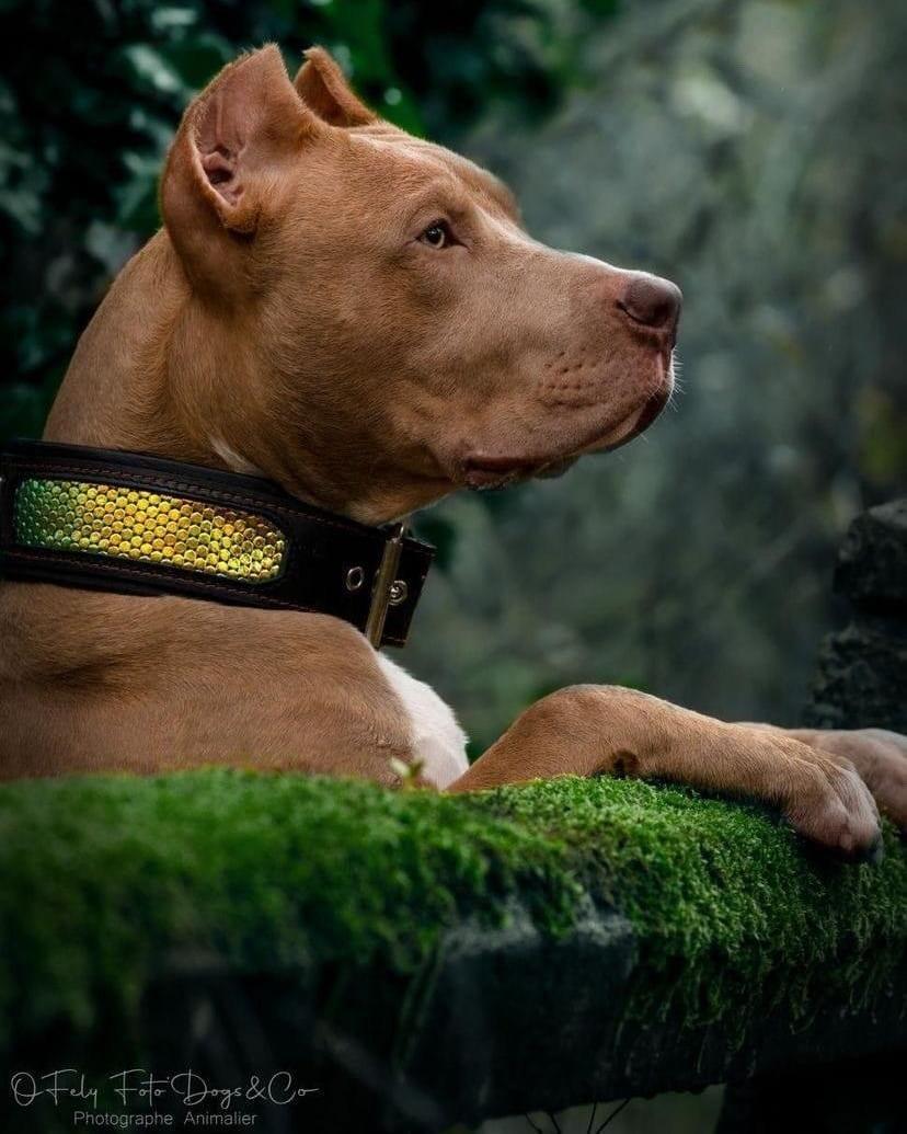 Bestia D'Albertis Leather Dog Collar