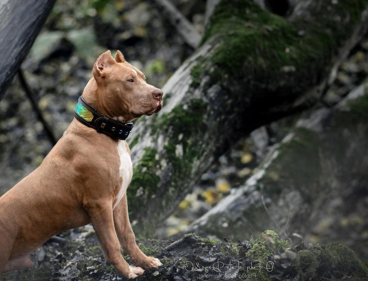 Bestia D'Albertis Leather Dog Collar