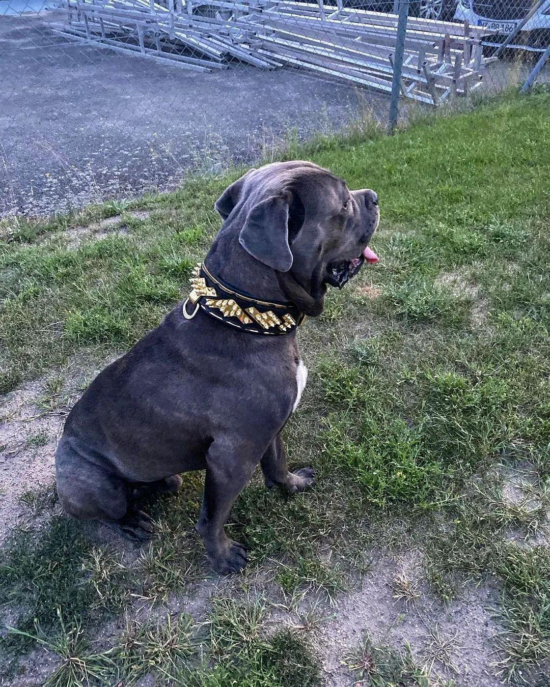 Bestia Midas Gold Leather Dog Collar
