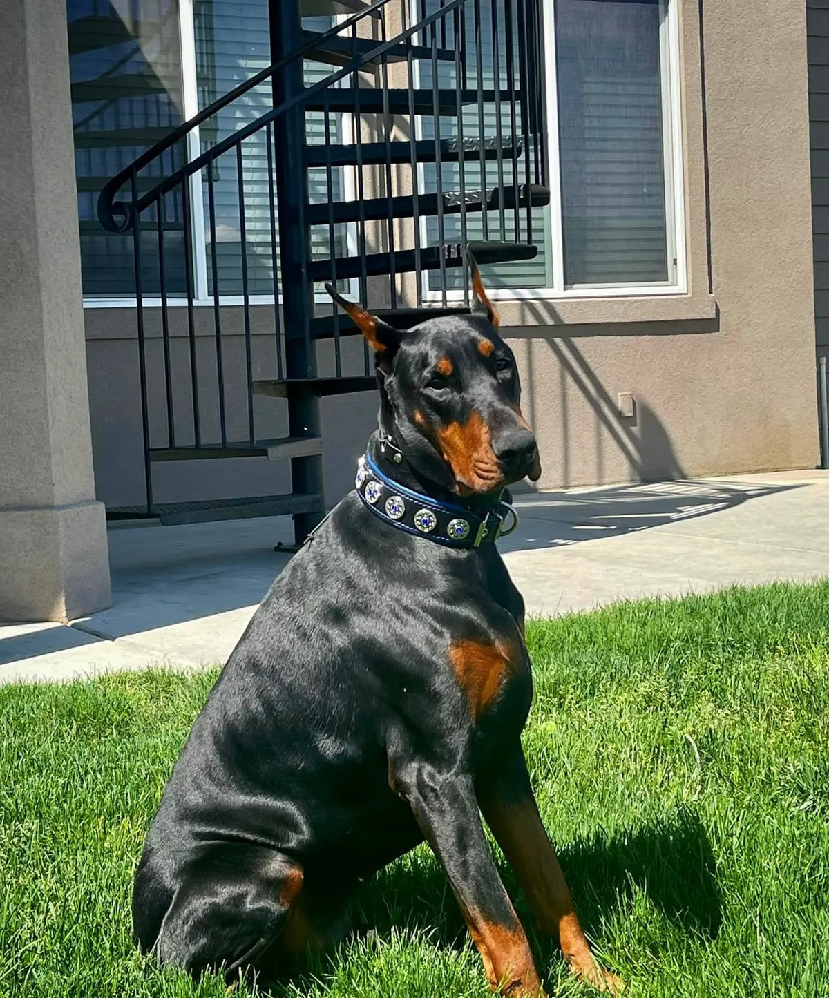 Bestia Bijou Black & Blue Leather Dog Collar