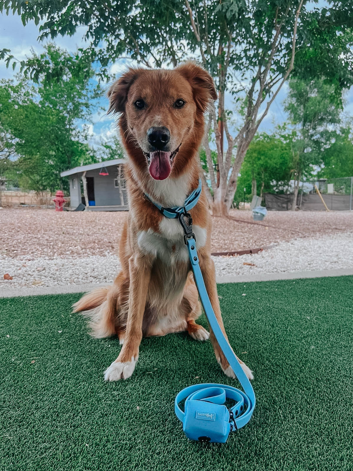 Dog Waterproof Collar - Blue