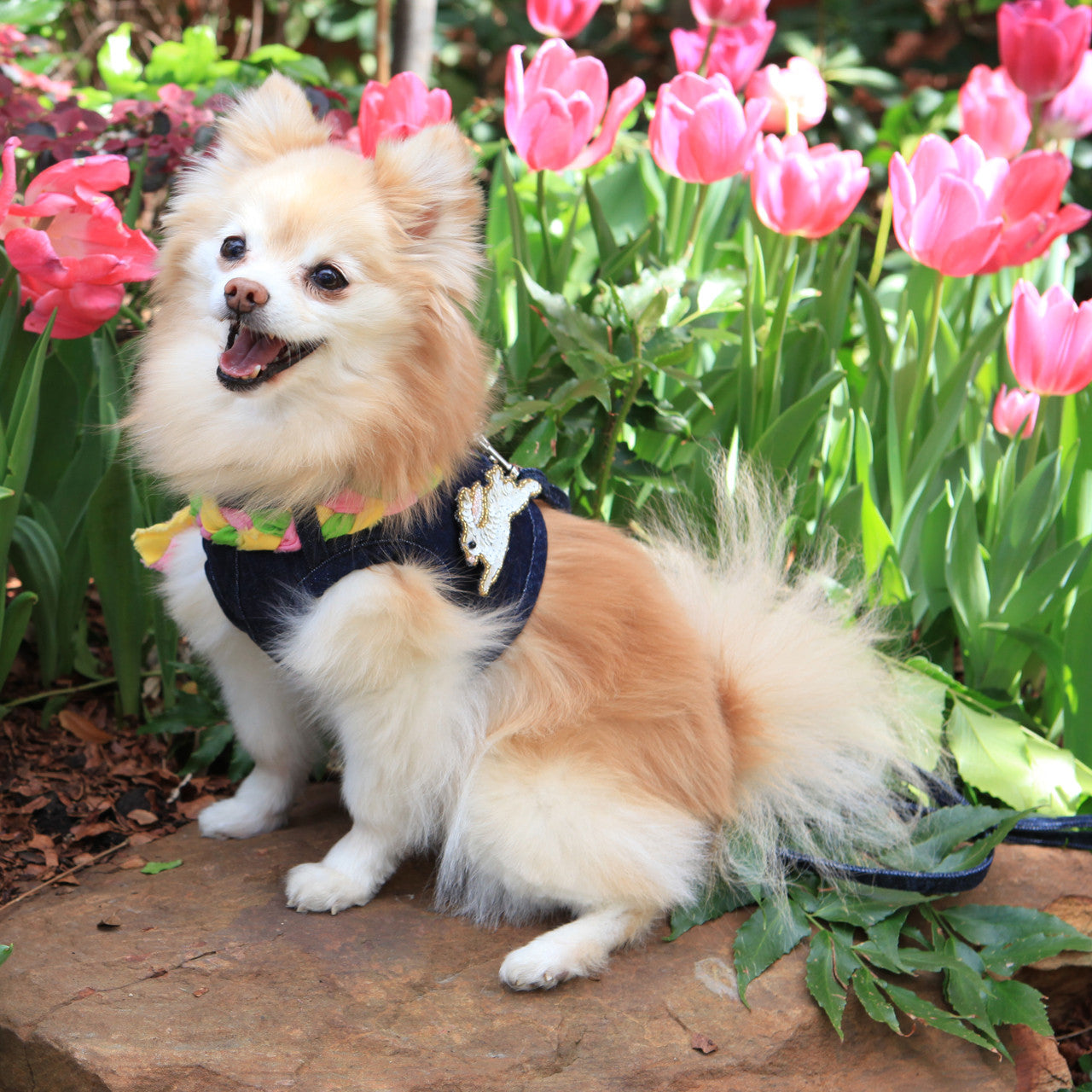 The Hollywood Frayed Collar (Harness Vest Sold Separately)