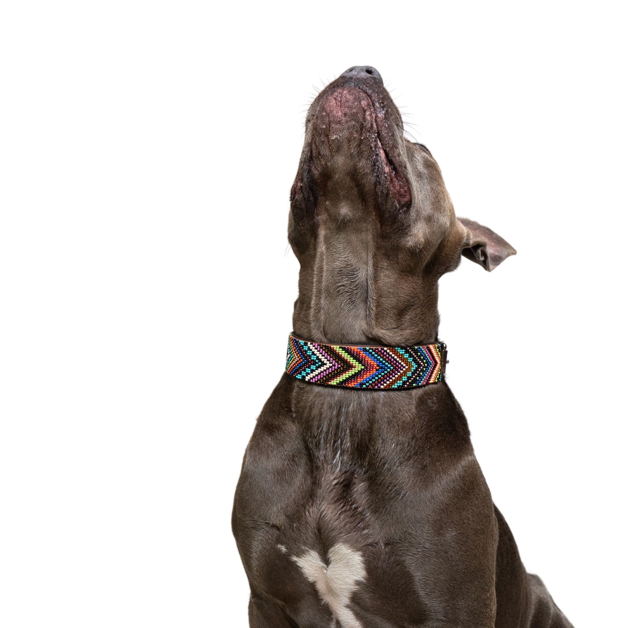 Bixie Sambboho dog collar