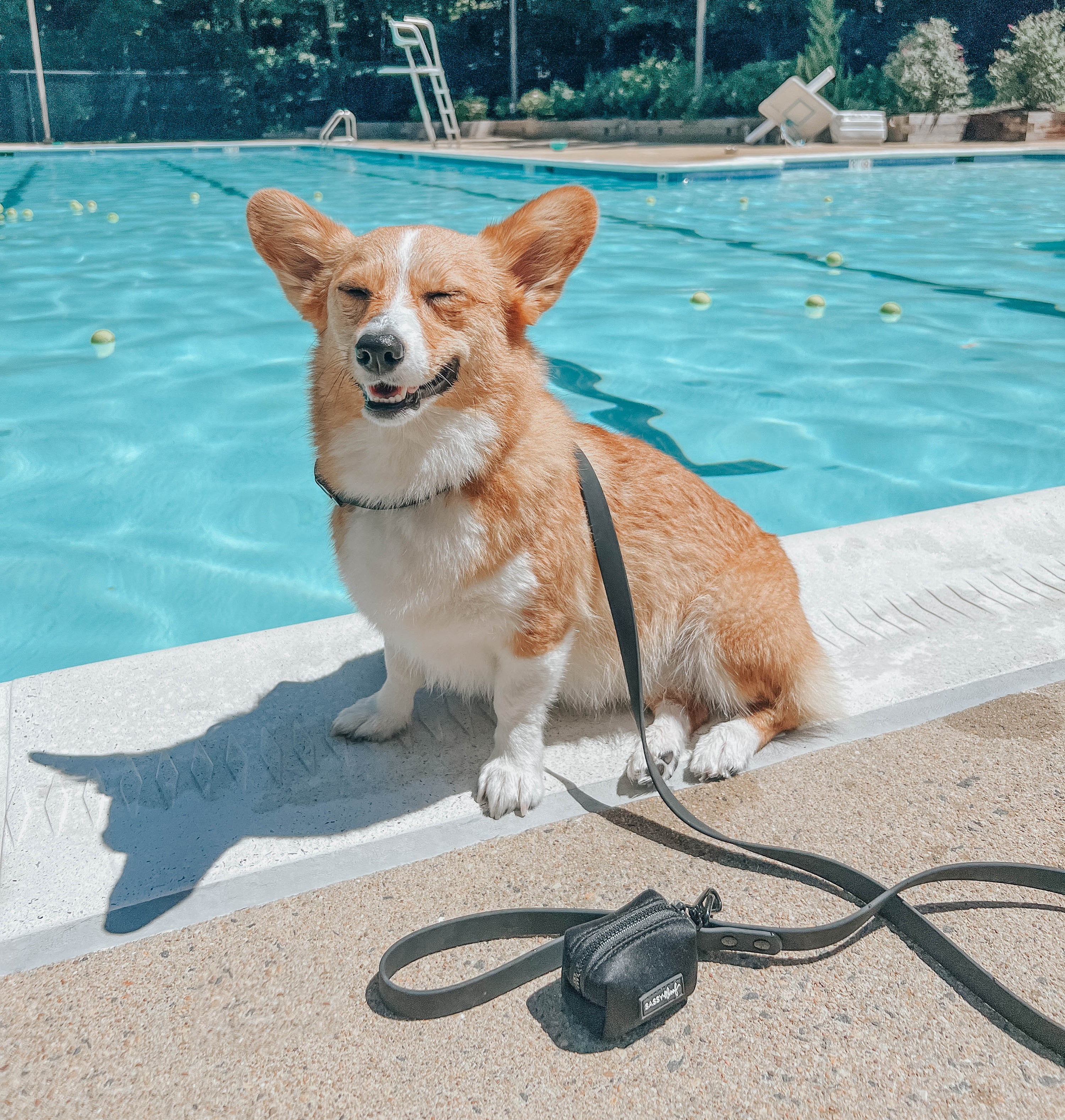 Dog Waterproof Collar - Black