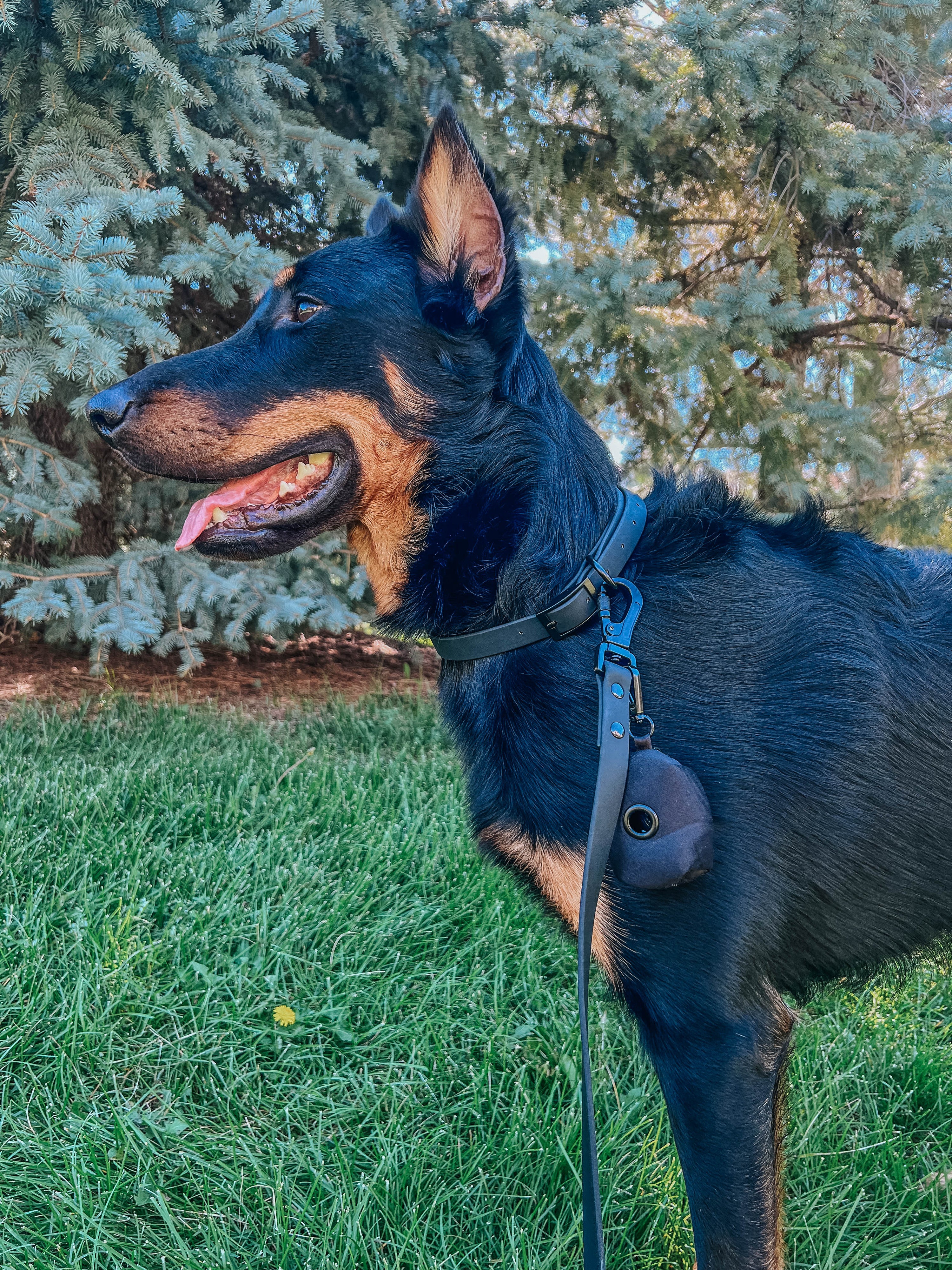 Dog Waterproof Collar - Black