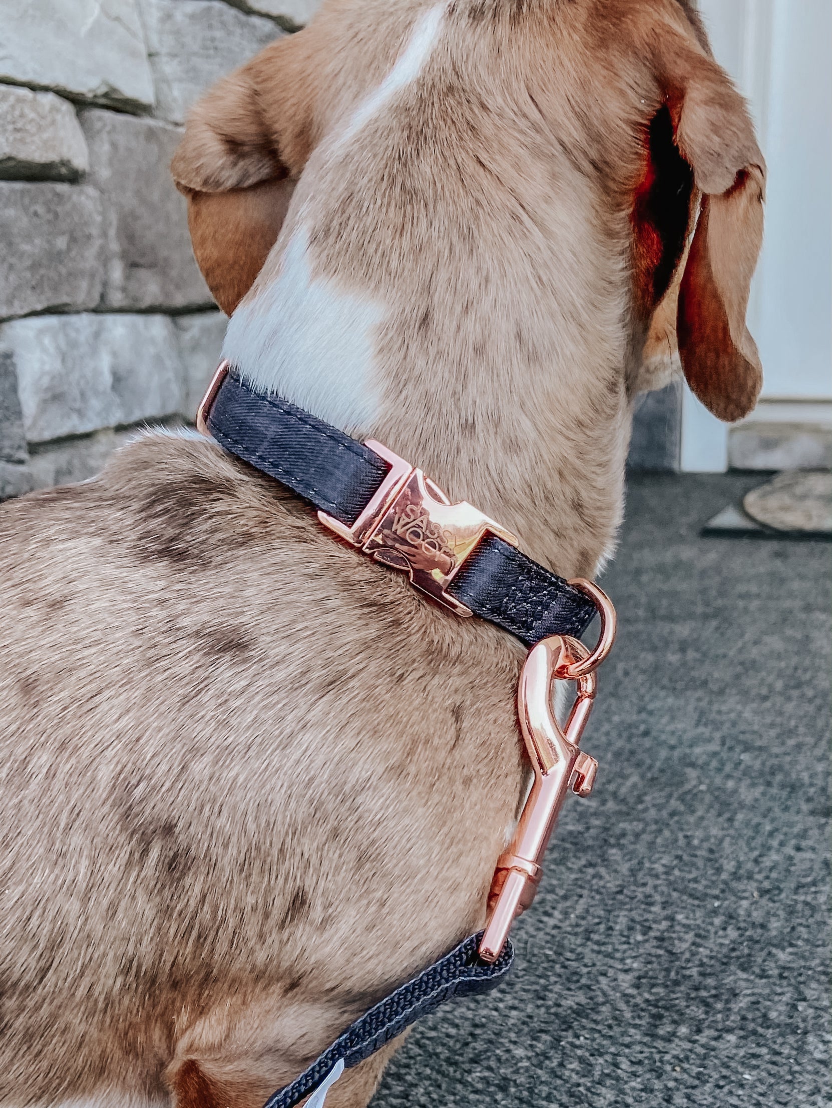 Dog Collar - Baby Got Black