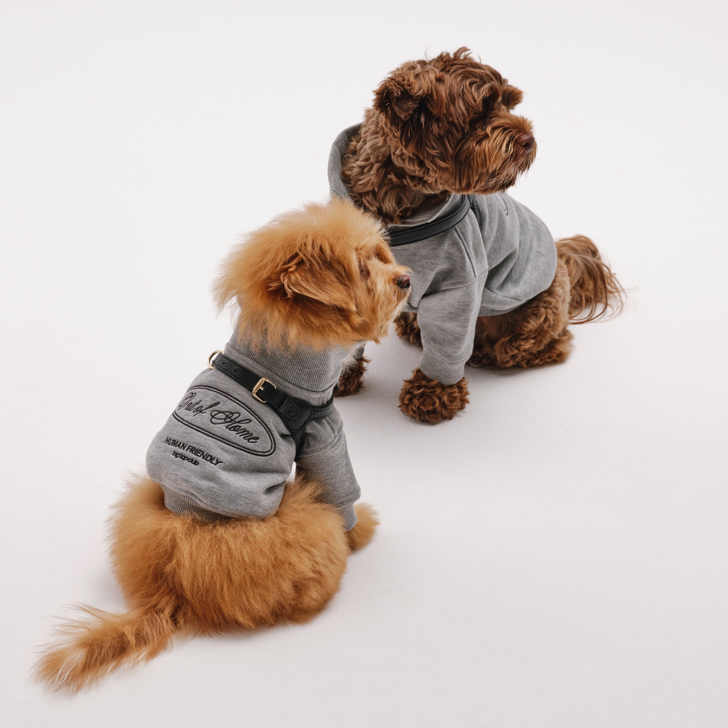 Dog Harness