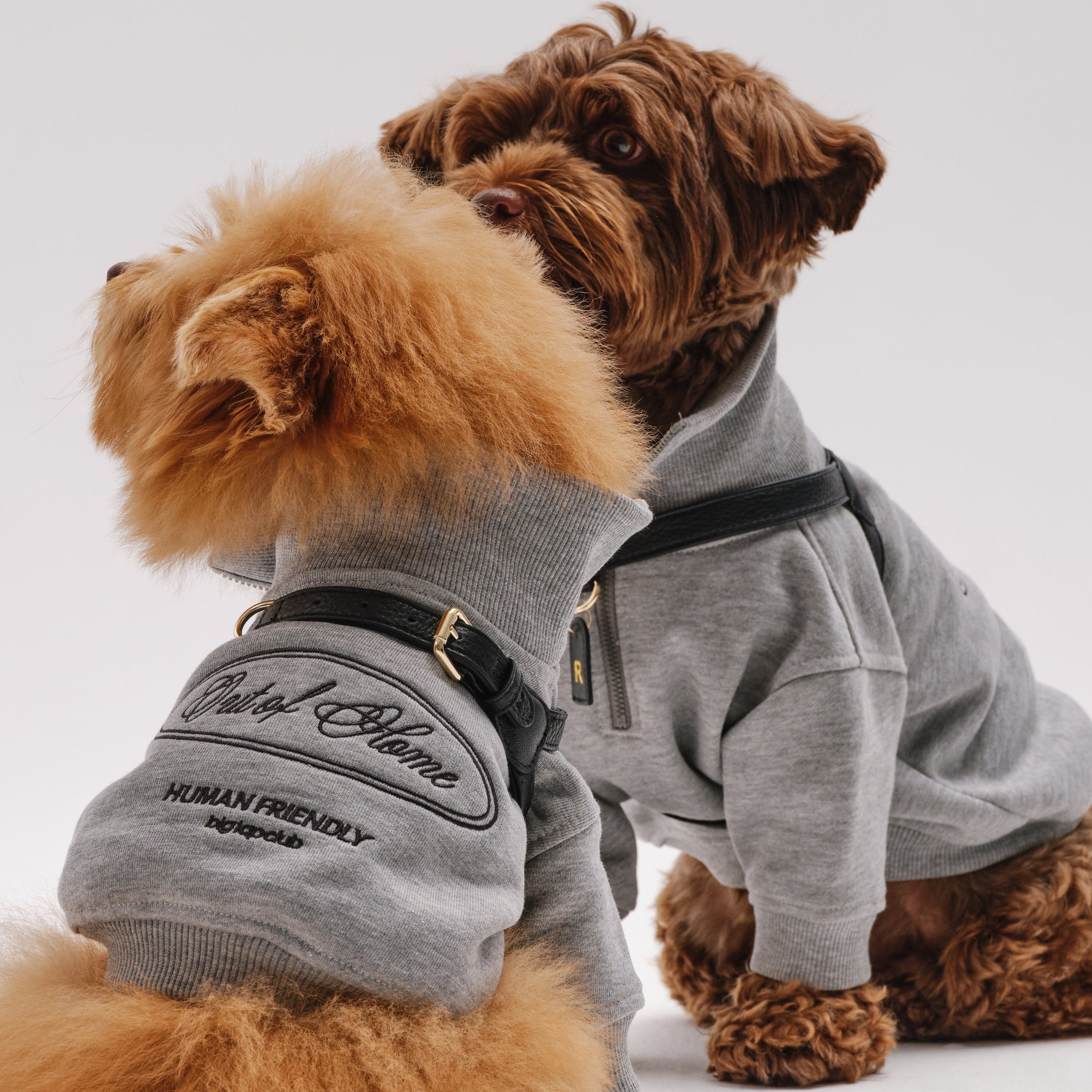 Dog Harness