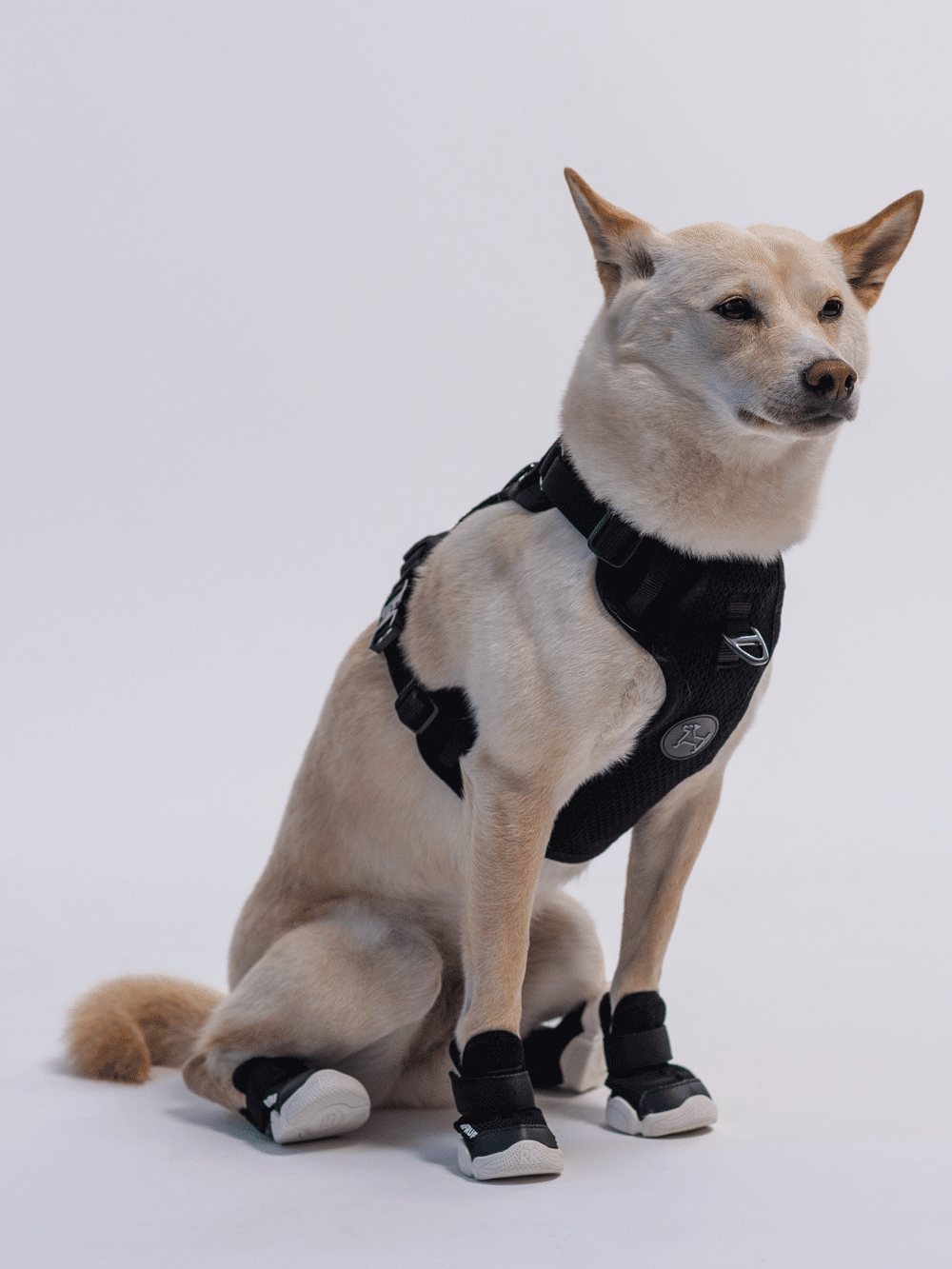 RIFRUF Caesar 1 Dog Sneakers Raspberry
