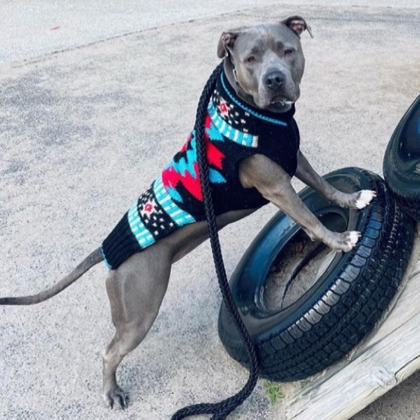 Chilly Dog Black Southwest Wool Dog Sweater
