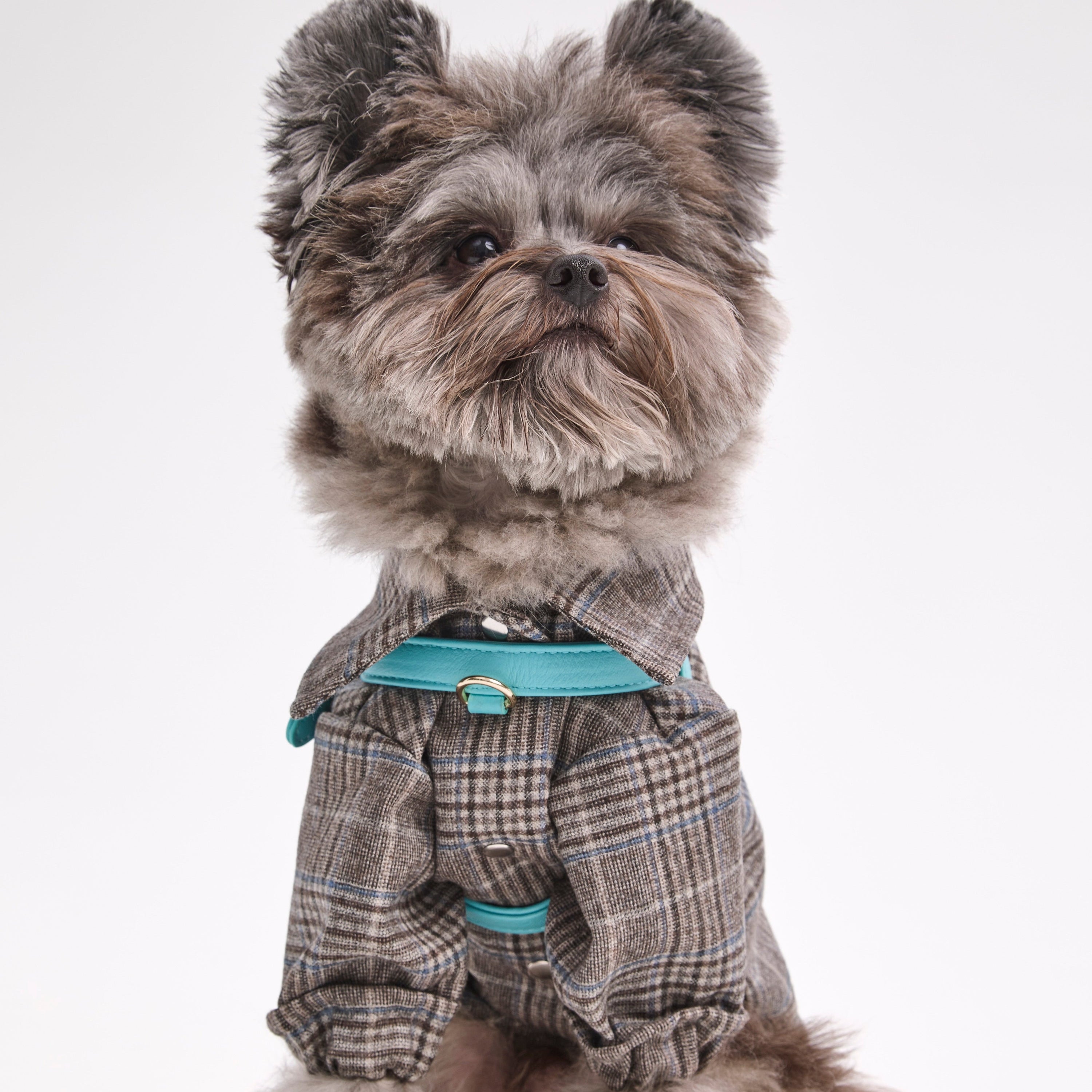 Dog Harness