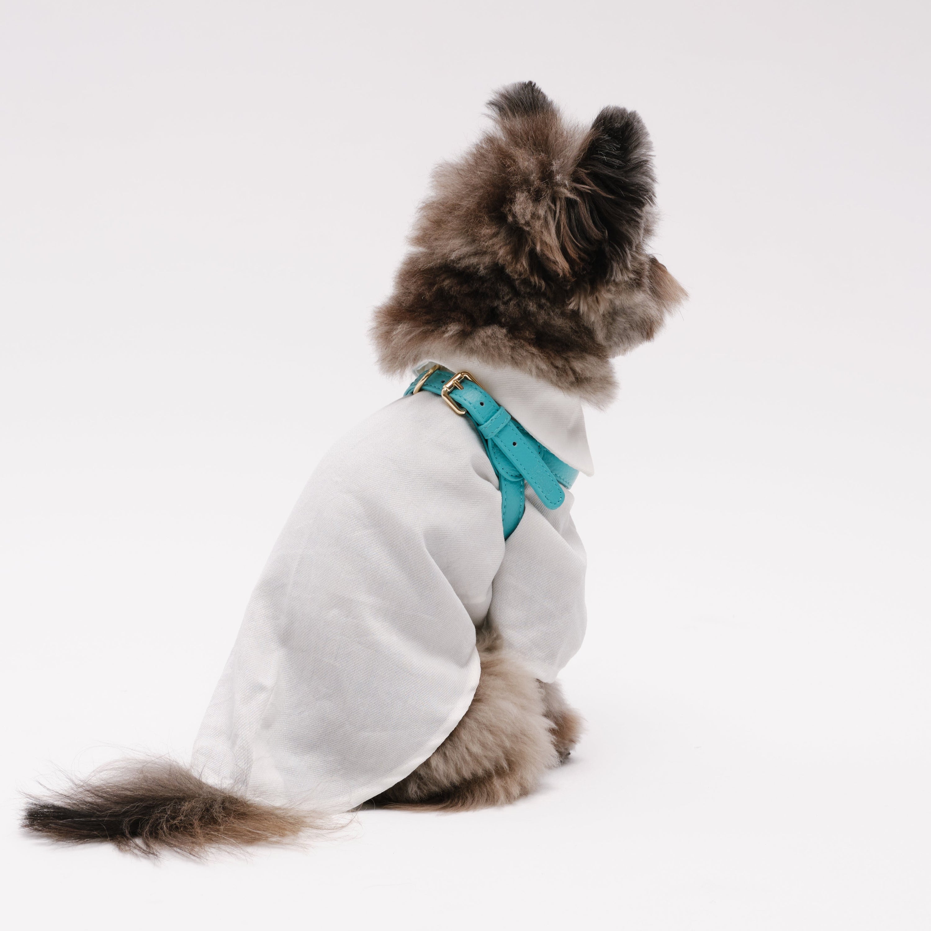 Dog Harness