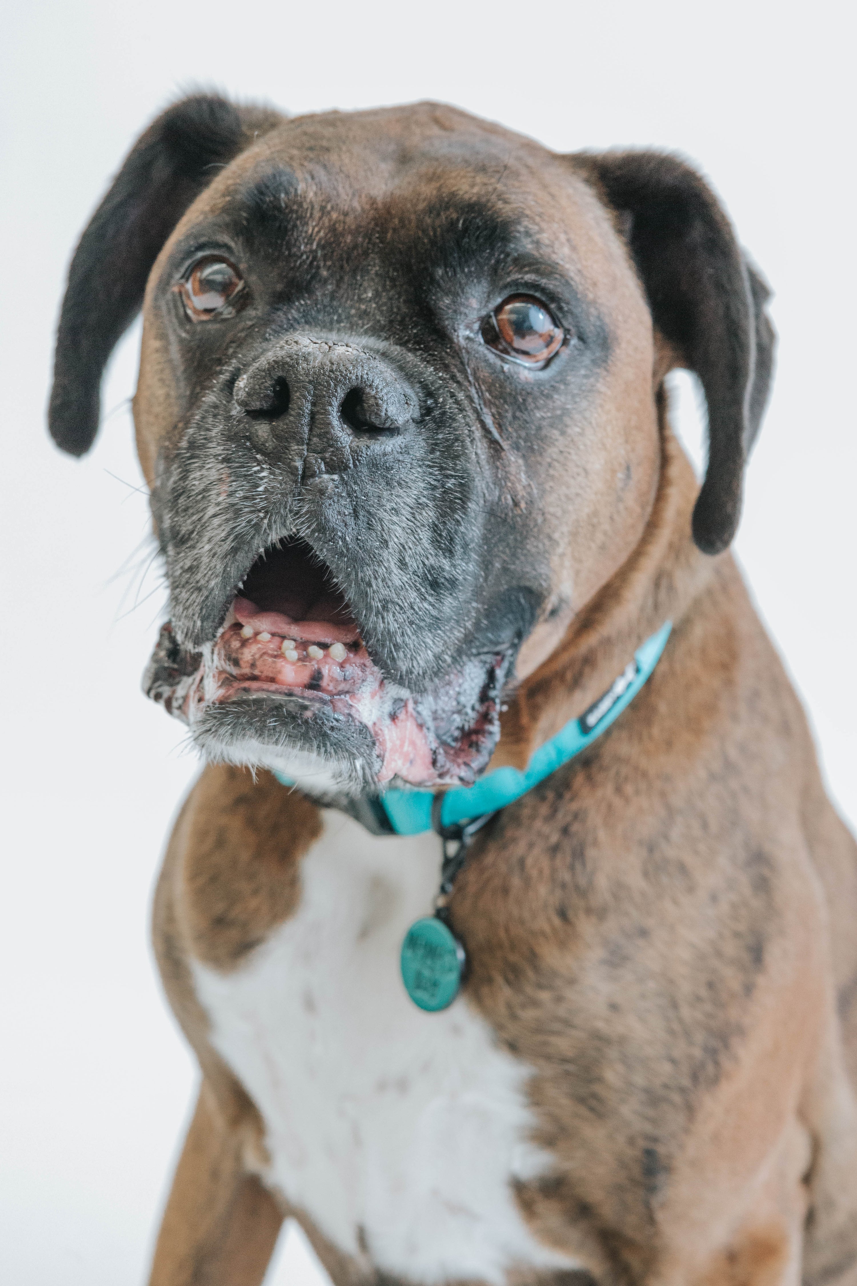 Dog Collar - Neon Blue