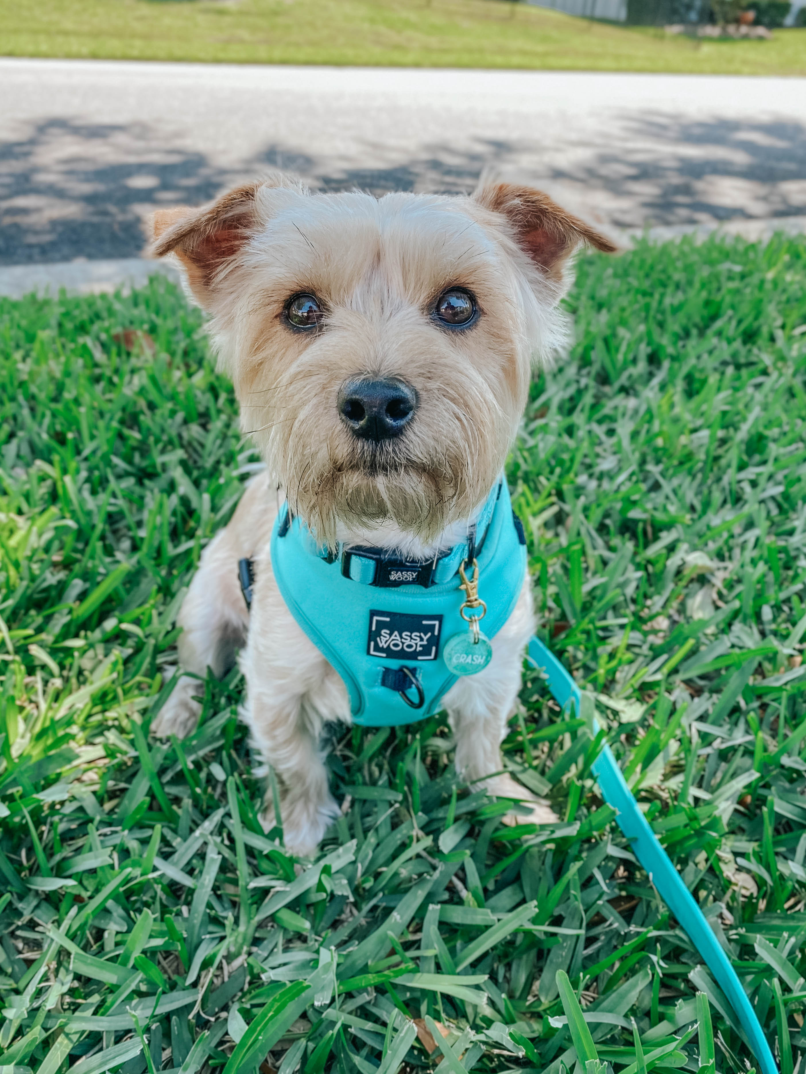 Dog Collar - Neon Blue