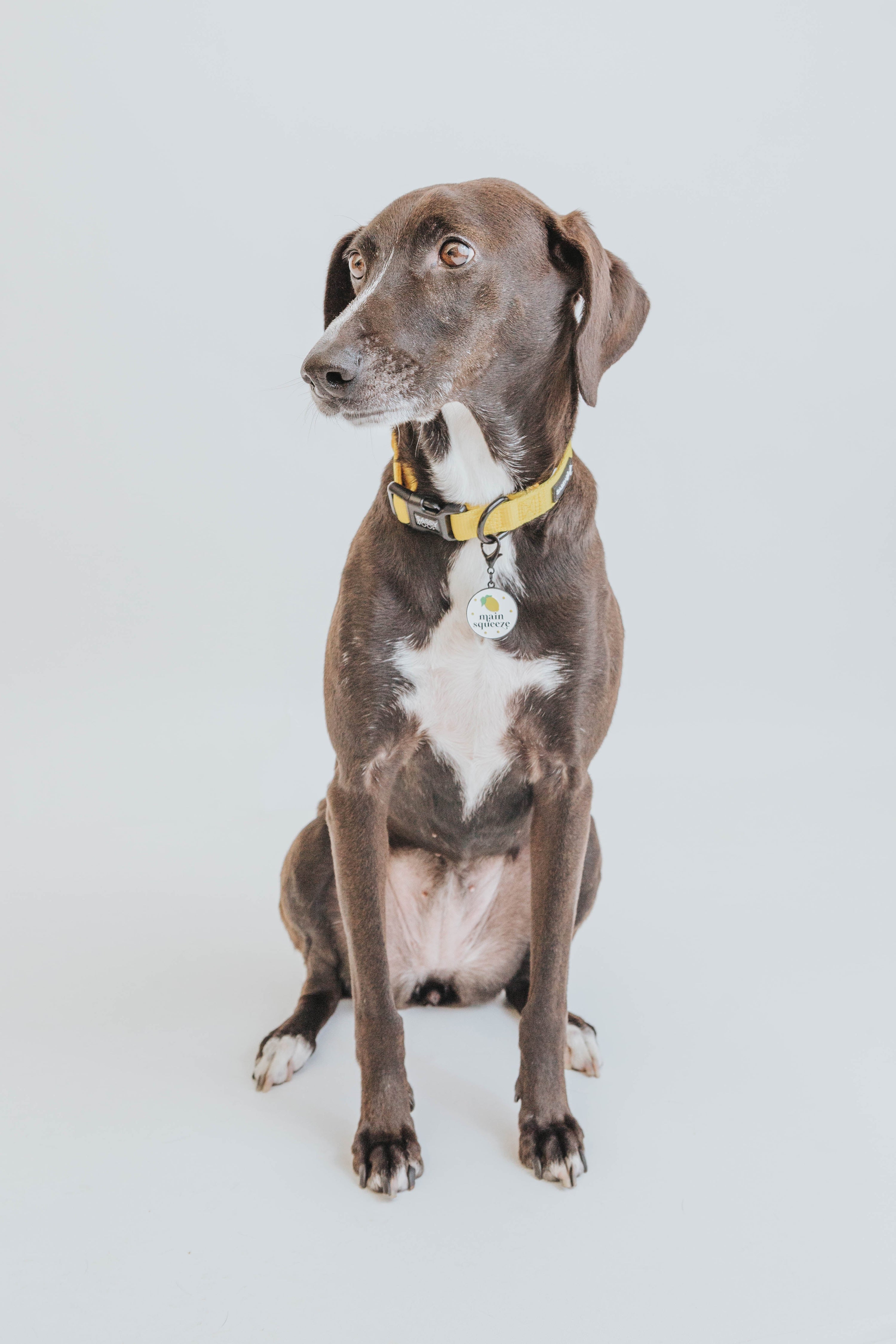 Dog Collar - Neon Yellow