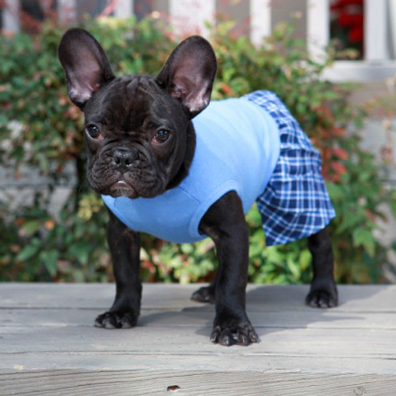 Belly Boxers for Dogs - Blue Cotton