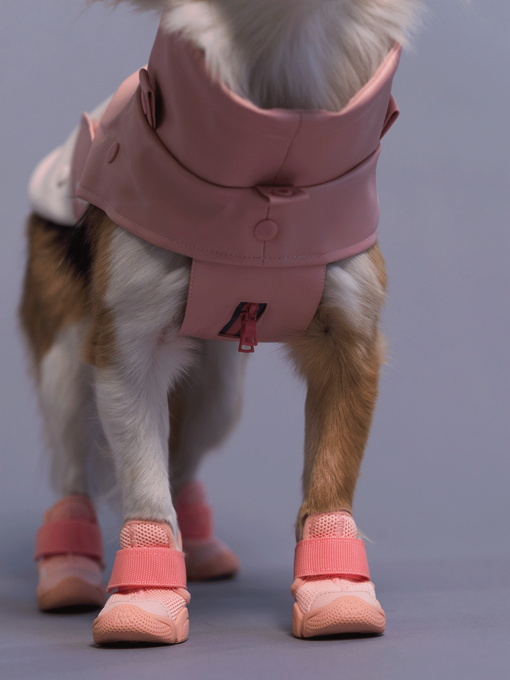 RIFRUF Caesar 1 Dog Sneakers Ember