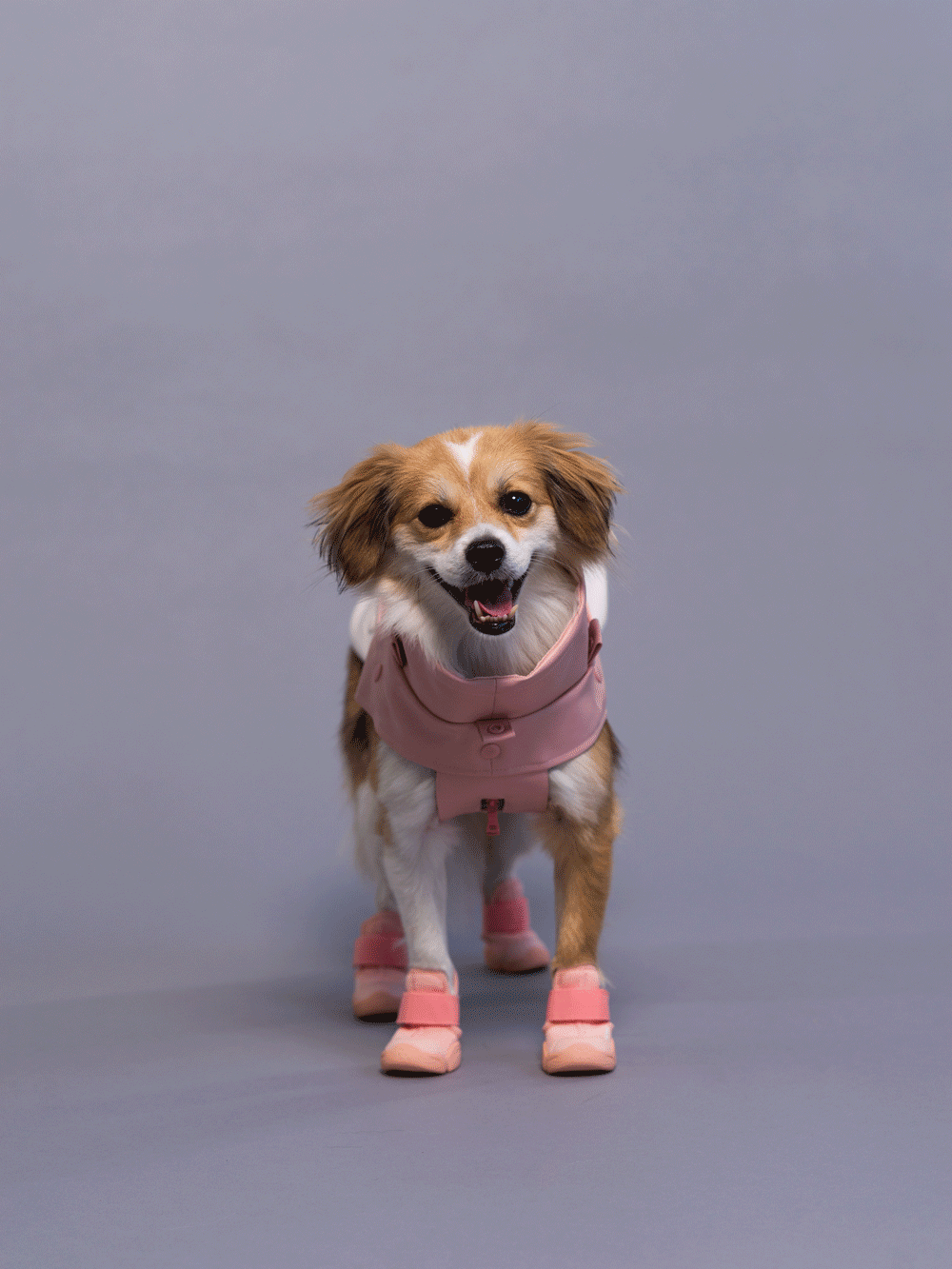 RIFRUF Caesar 1 Dog Sneakers Ember
