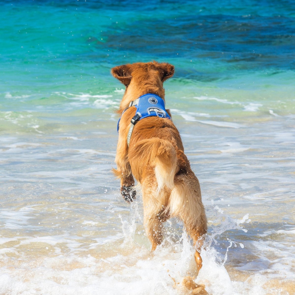Body Glove Cooling Harness | HT Animal Supply
