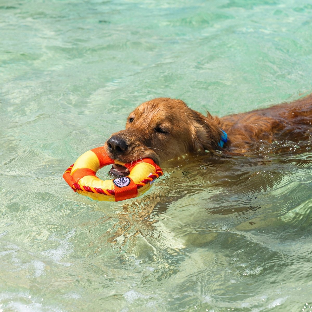 Body Glove Life Ring Dog Toy | HT Animal Supply