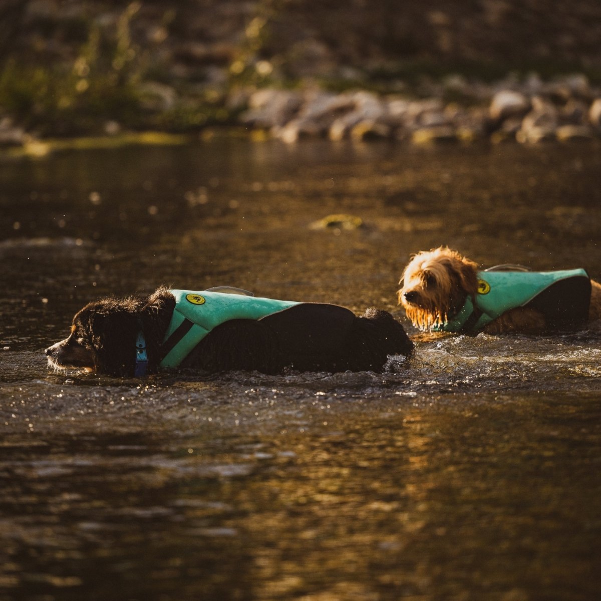 Body Glove Neoprene Pet Life Jacket | HT Animal Supply