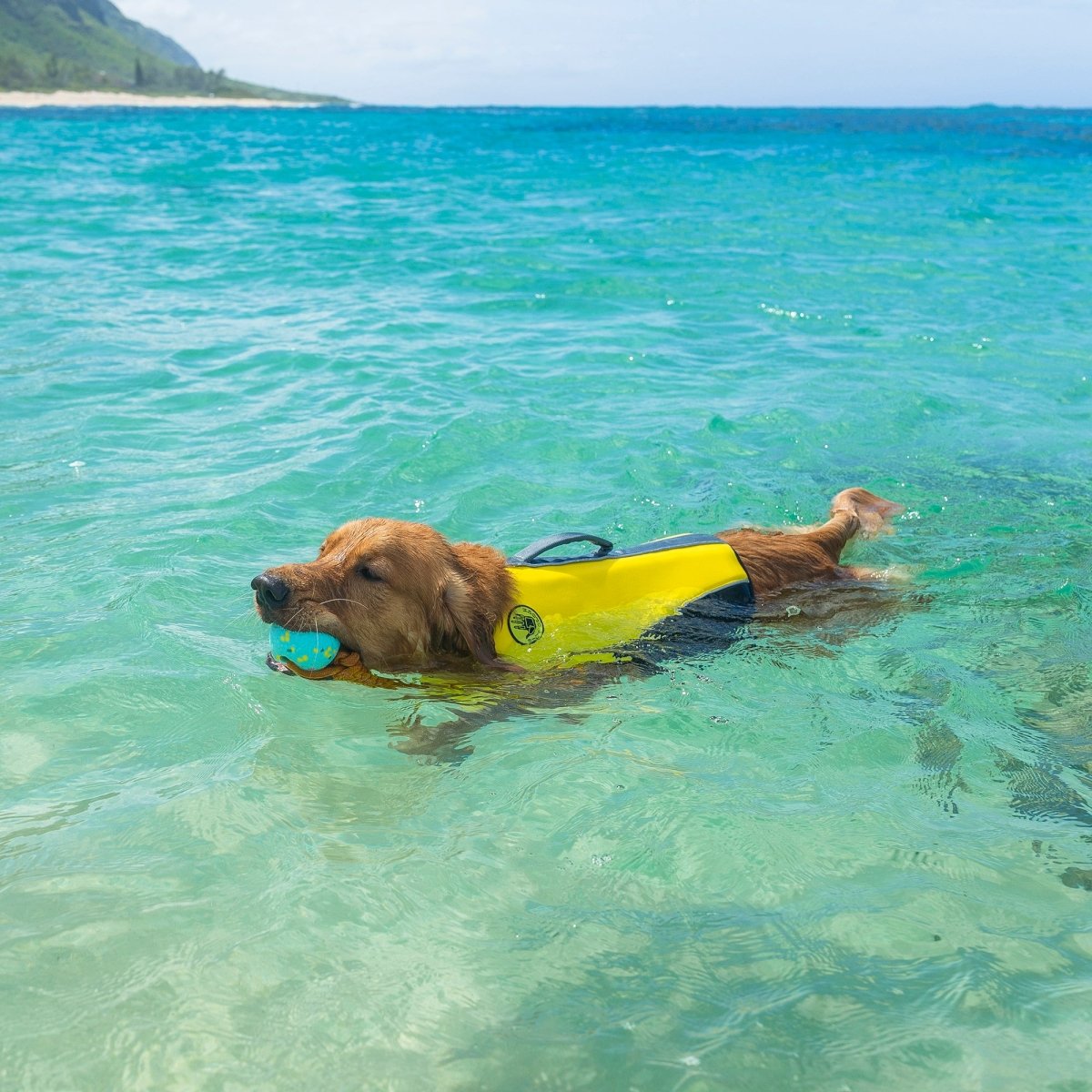 Body Glove Neoprene Pet Life Jacket | HT Animal Supply