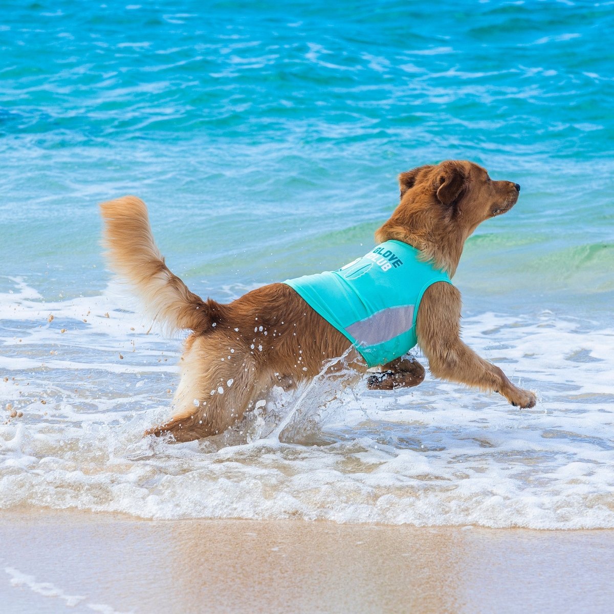 Body Glove Pet Sun Shirt | HT Animal Supply