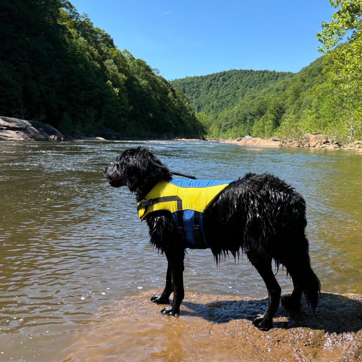 Body Glove Ripstop Pet Life Jacket | HT Animal Supply
