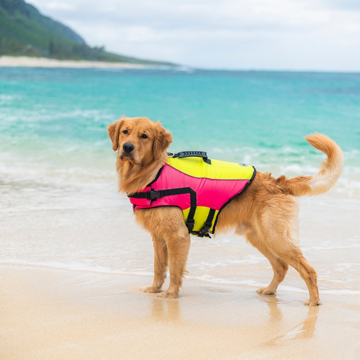 Body Glove Ripstop Pet Life Jacket | HT Animal Supply