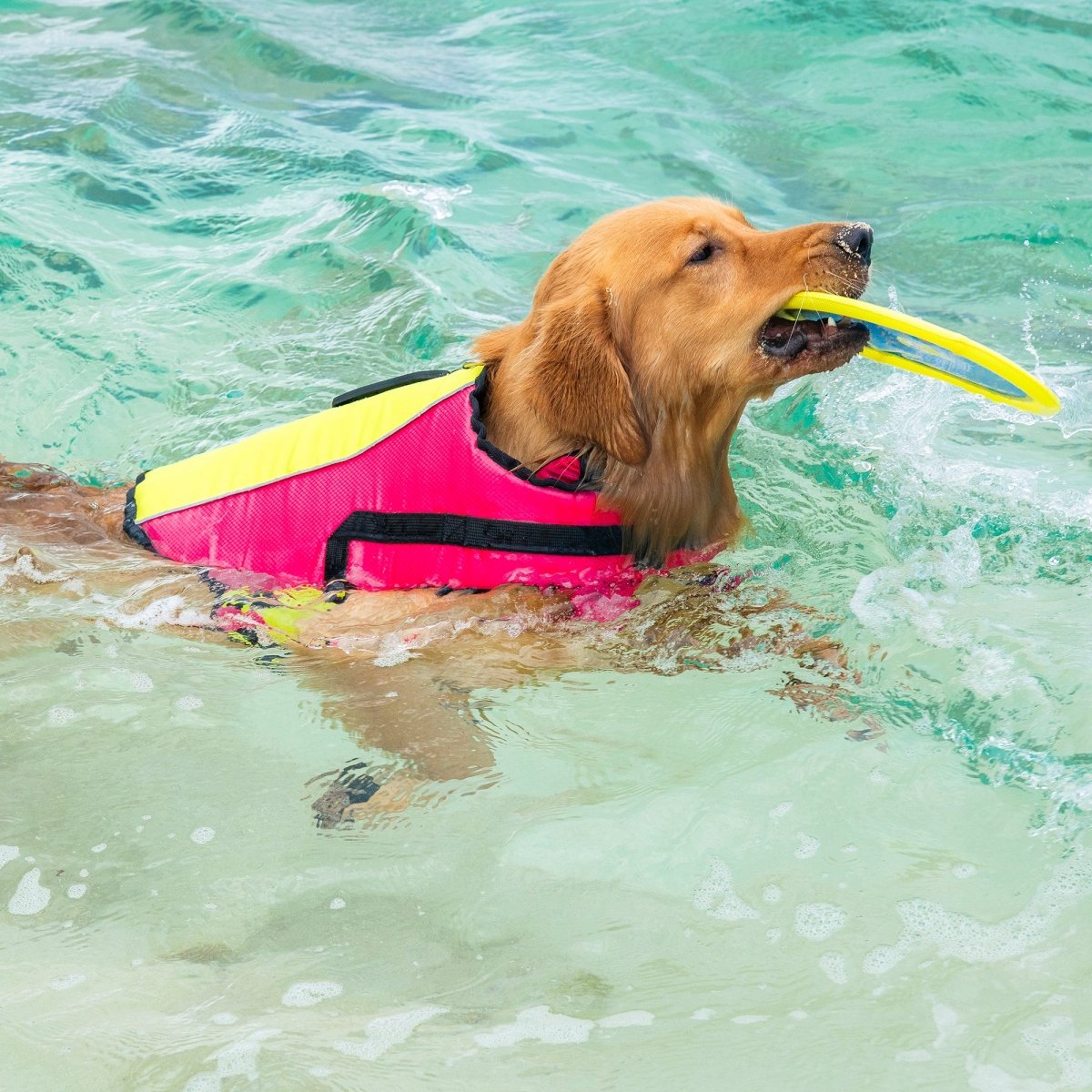 Body Glove Ripstop Pet Life Jacket | HT Animal Supply