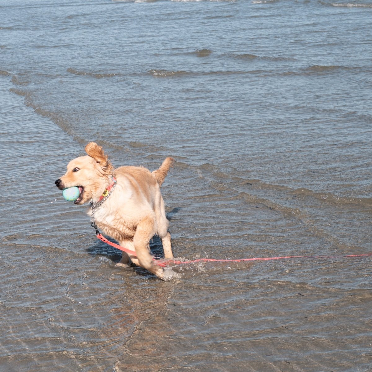 Body Glove Tough Ball 3 Pack - Dog Balls | HT Animal Supply
