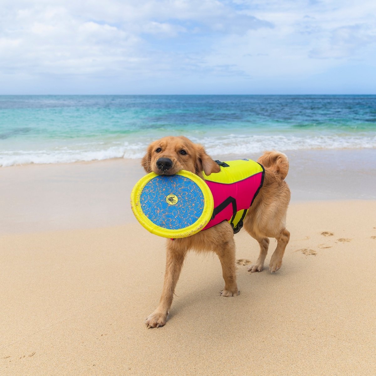 Body Glove Tough Toss Disc - Fetch Disk Toy For Dogs | HT Animal Supply