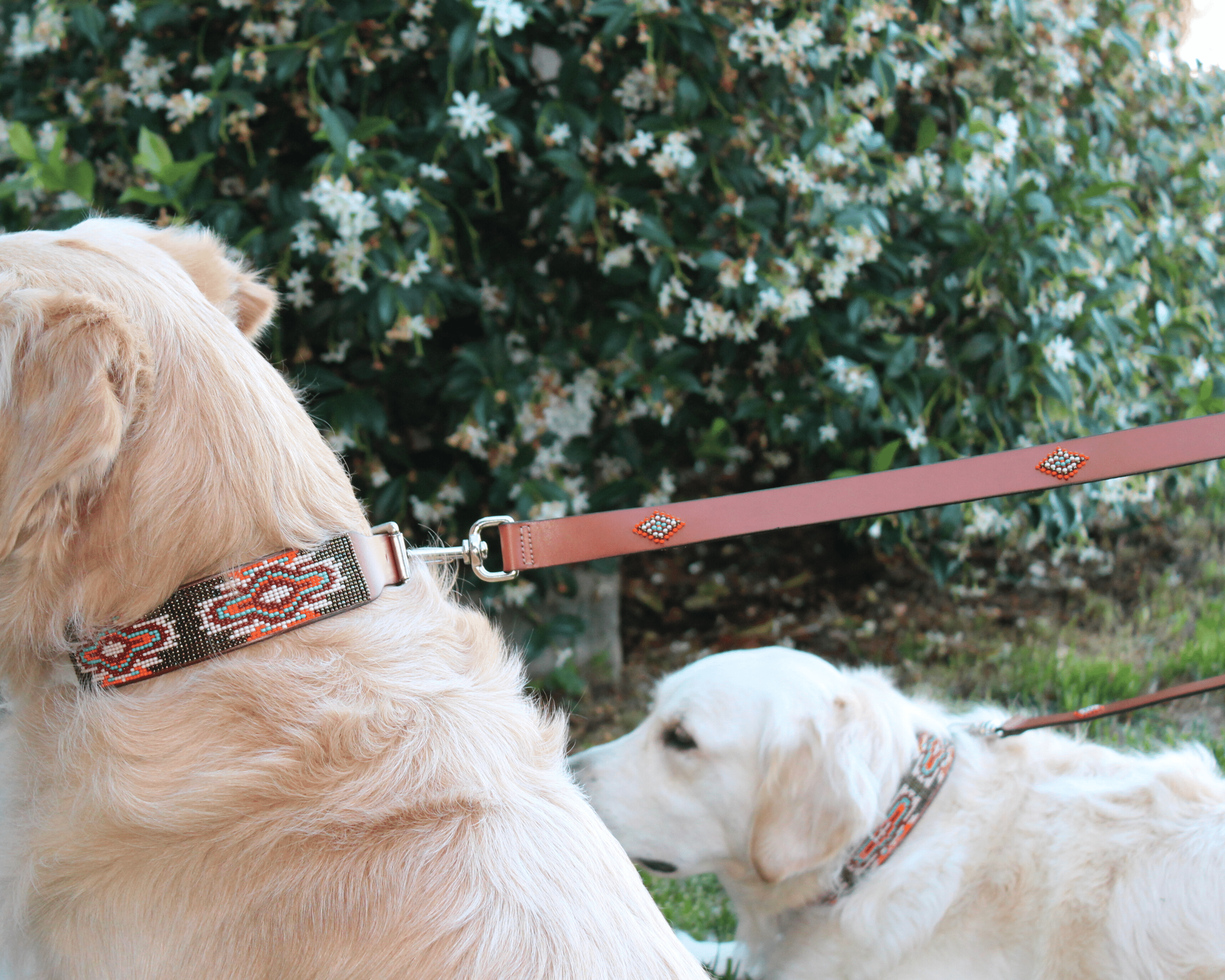 Matching leash/dog collar Boho Chic Sambboho Bundle