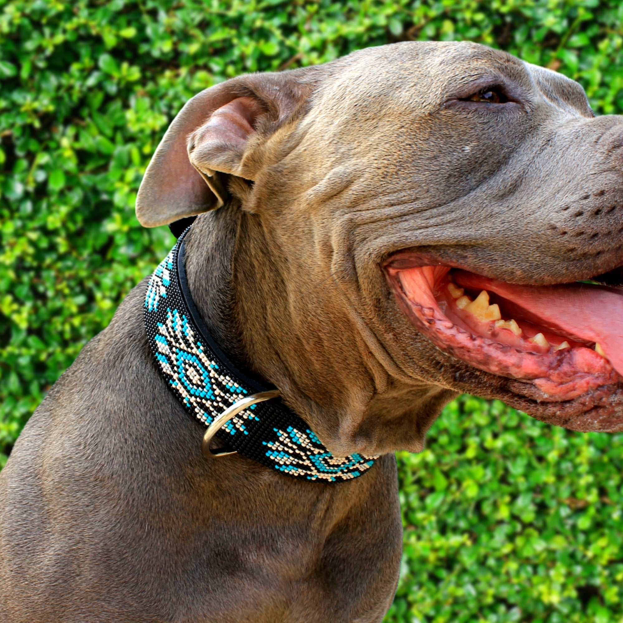 Bora Bora Sambboho dog collar (with center D-ring)