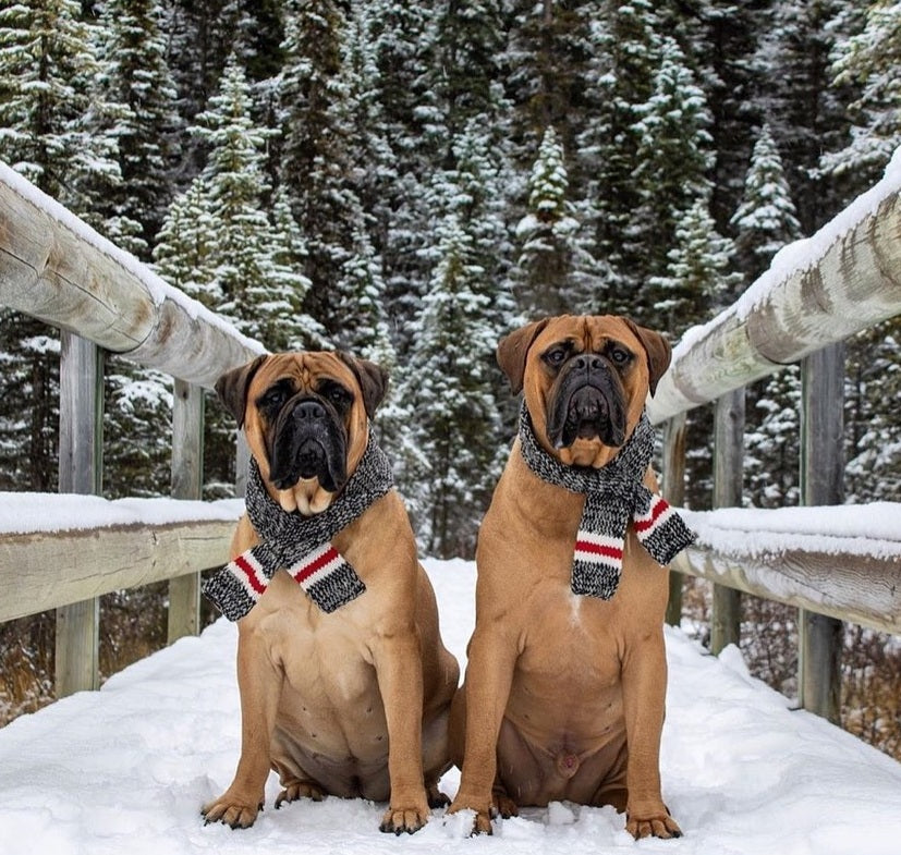 Chilly Dog Boyfriend Wool Pet Scarf