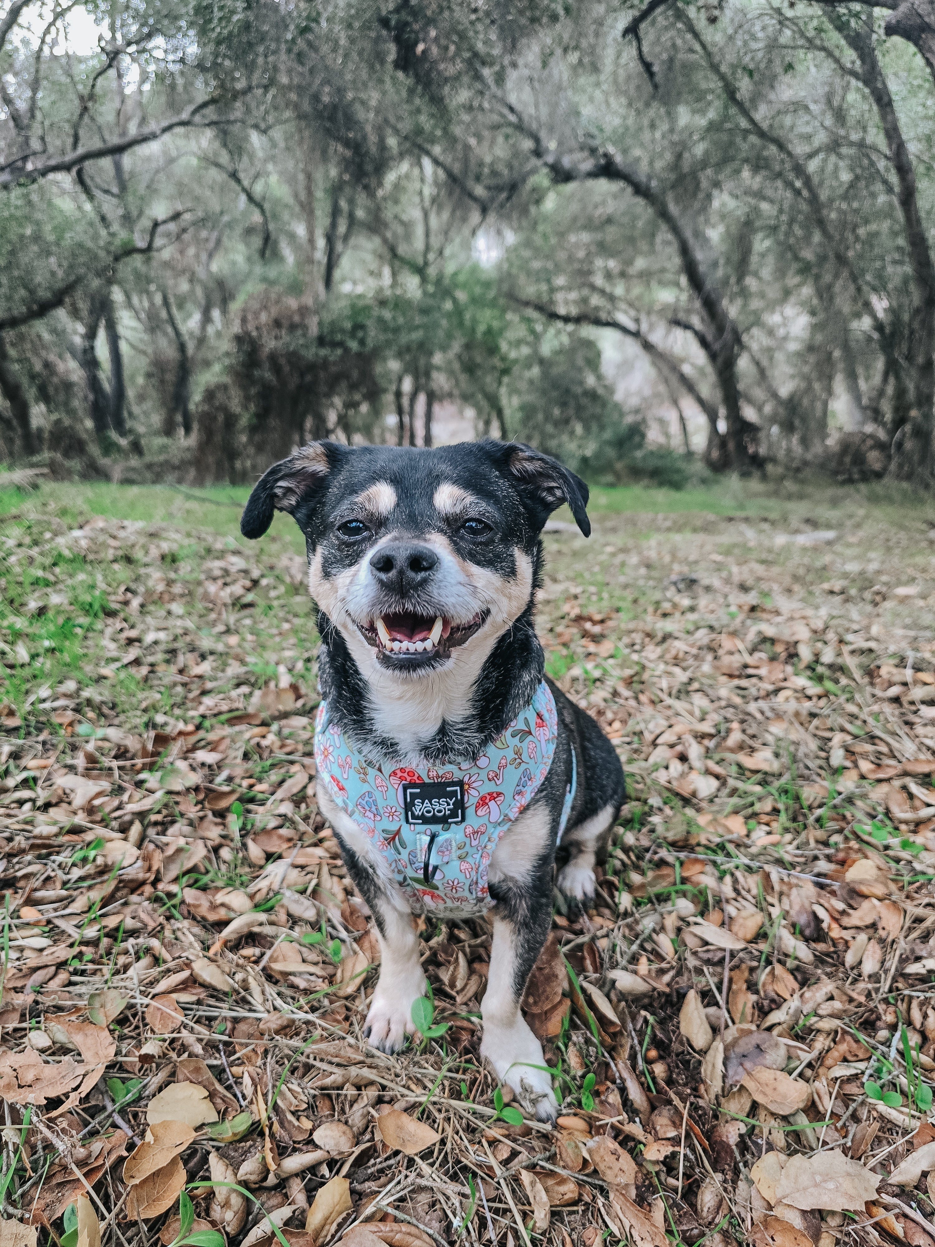 Dog Adjustable Harness - Shrooms & Blooms