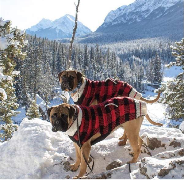 Chilly Dog Buffalo Plaid Wool Dog Sweater