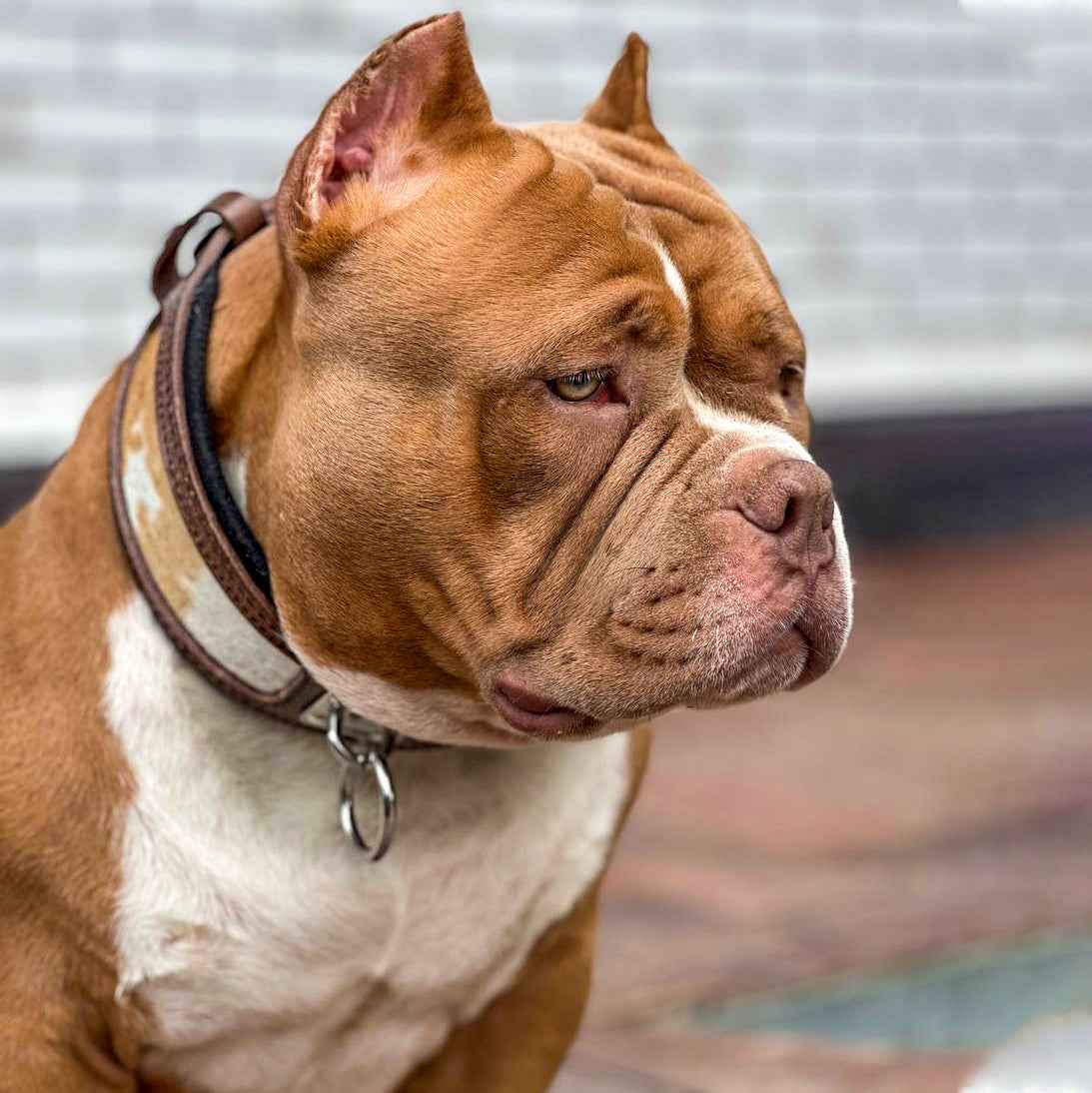 Bestia Buffalo Leather Dog Collar