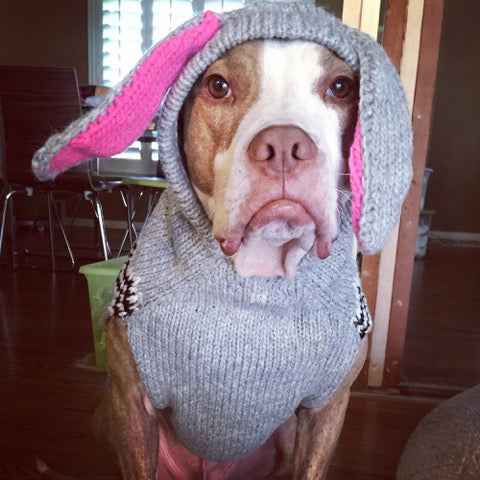Chilly Dog Bunny Knit Wool Hoodie Dog Sweater