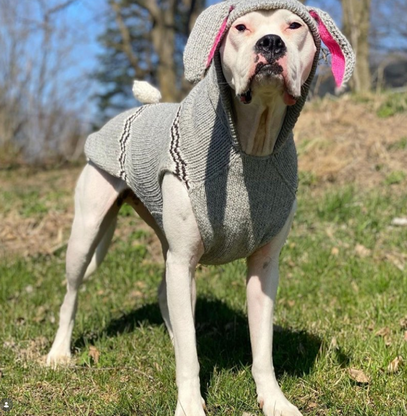 Chilly Dog Bunny Knit Wool Hoodie Dog Sweater