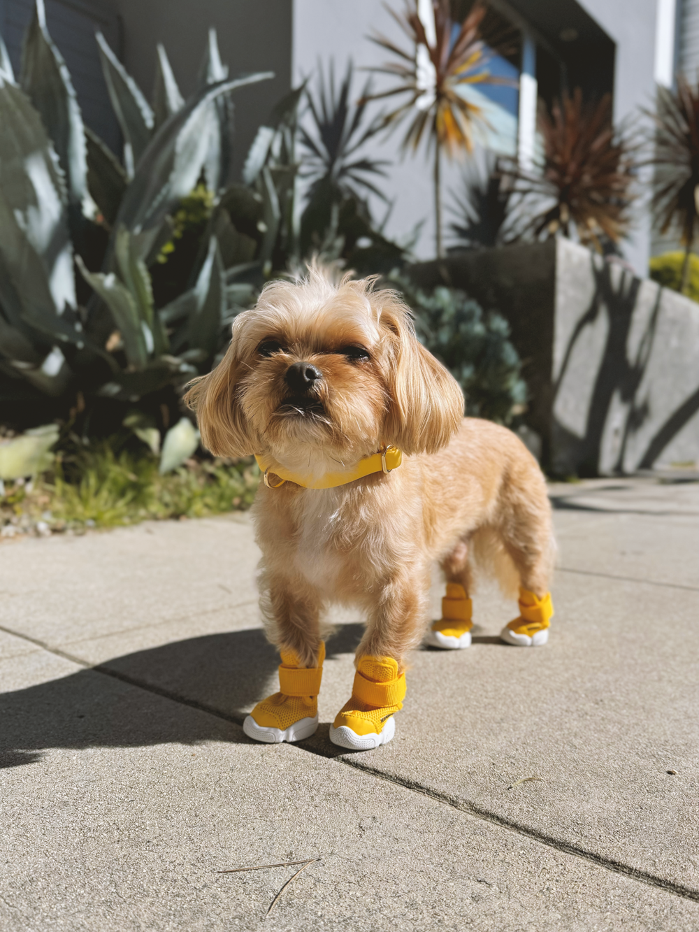 RIFRUF Caesar 1 Dog Sneakers Aqua