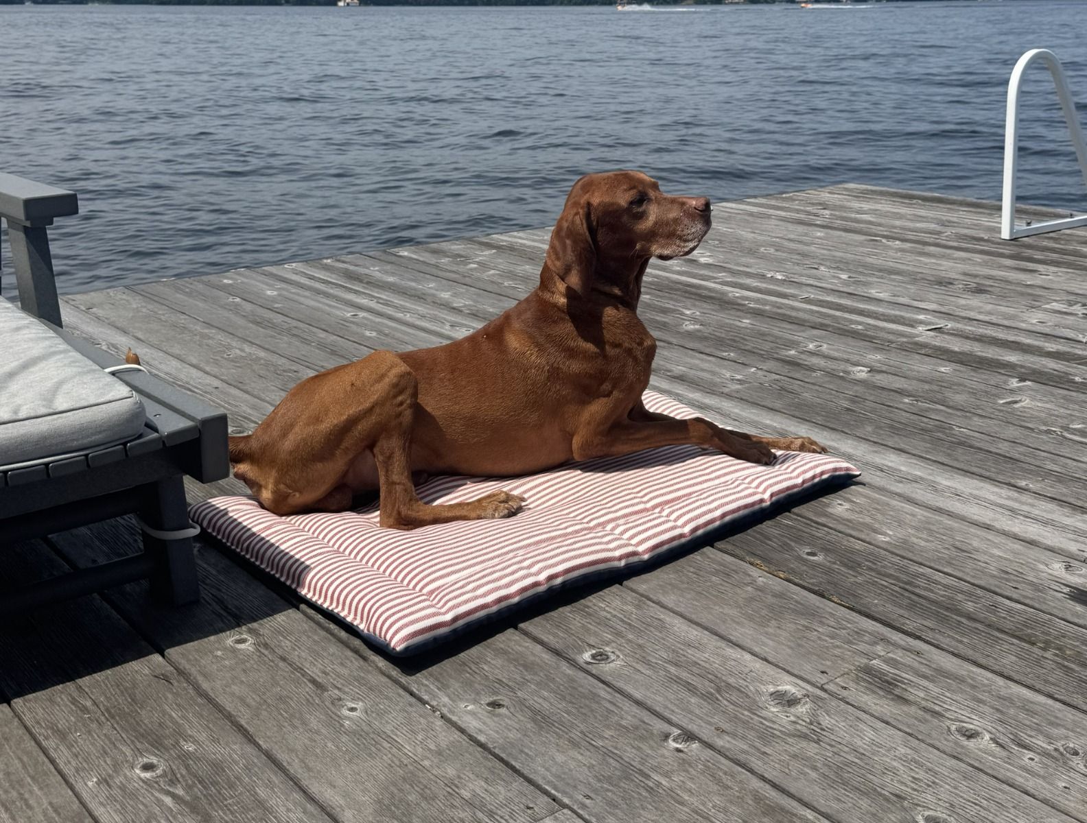 Bowsers Cabana Reversible Indoor-Outdoor Dog Mat